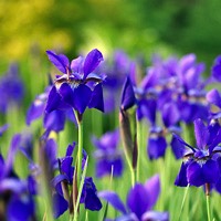 purple-iris_sibirich