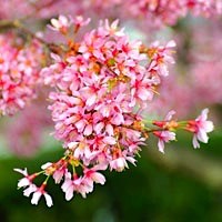 spring-cherry_blossums
