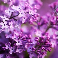 Syringa Hyacinthiflora Pocahontas