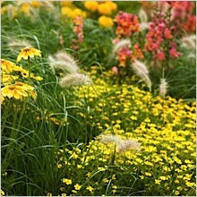 Mixed Perennial Garden